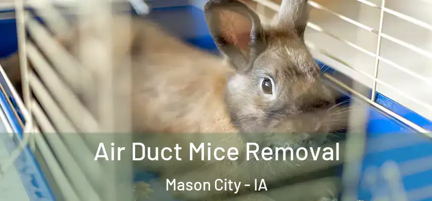 Air Duct Mice Removal Mason City - IA